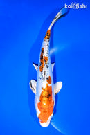 9" HEISEI NISHIKI