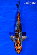 9.25" BENI GINGA