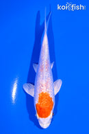 4.5" GINRIN HARIWAKE