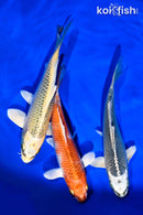 6 - 7" PACK OF (3) STANDARD KOI