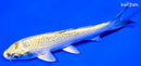 5.75" KUJAKU