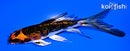 4.75" KUJAKU BUTTERFLY
