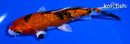 6" GINRIN YAMATO NISHIKI