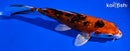 6" GINRIN YAMATO NISHIKI