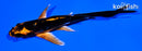 4.75" DOITSU ORENJI MATSUBA BUTTERFLY