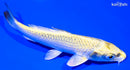 5.75" KUJAKU