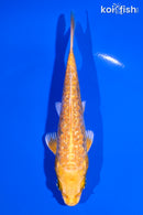 5.25" GINRIN YAMABUKI OGON