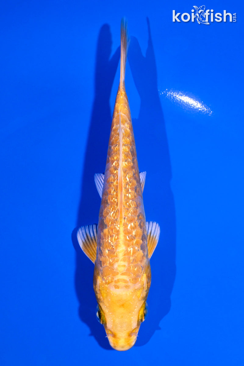 5.25" GINRIN YAMABUKI OGON