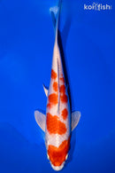 8.5" HARIWAKE