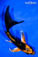 4.75" DOITSU ORENJI MATSUBA BUTTERFLY