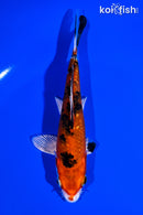 6" GINRIN YAMATO NISHIKI