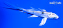 4.5" HEISEI NISHIKI BUTTERFLY