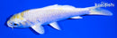 5.25" LEMON HARIWAKE