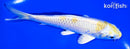 5.25" LEMON HARIWAKE