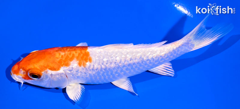 5" GINRIN HARIWAKE