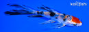 4.75" YAMATO NISHIKI BUTTERFLY