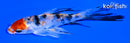 4.75" YAMATO NISHIKI BUTTERFLY