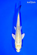 5.75" KUJAKU