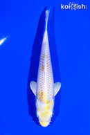5.25" LEMON HARIWAKE