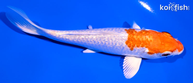 5" GINRIN HARIWAKE