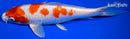 8.5" HARIWAKE
