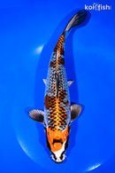 9.5" BENI GINGA