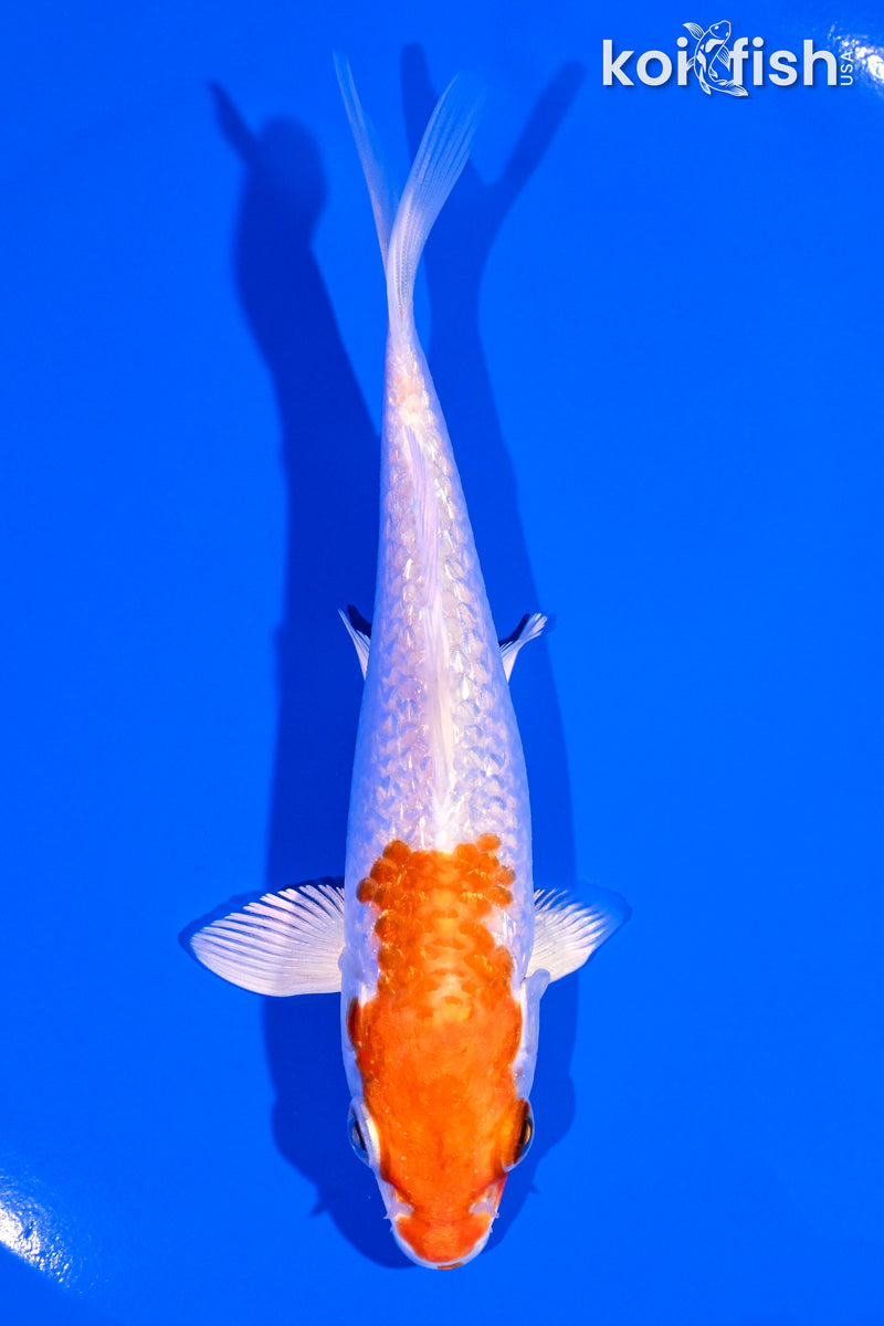 5" GINRIN HARIWAKE