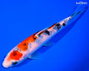 5.75" SANKE