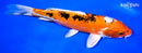 9.5" HEISEI NISHIKI