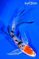 4.75" YAMATO NISHIKI BUTTERFLY