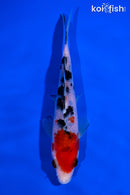 5.5" SANKE