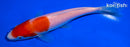 5.5" KOHAKU