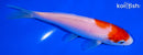5.5" KOHAKU