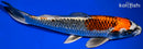 9.5" BENI GINGA