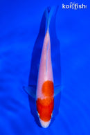 5.5" KOHAKU