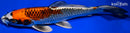 9.5" BENI GINGA