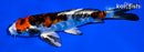 5.5" BENI KIKOKURYU