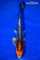 9.5" BENI GINGA