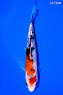 5.75" SANKE