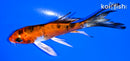 4" YAMATO NISHIKI BUTTERFLY