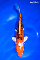 9.5" HEISEI NISHIKI