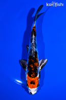 5.5" BENI KIKOKURYU