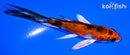 4" YAMATO NISHIKI BUTTERFLY