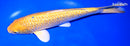 9.75" YAMABUKI OGON