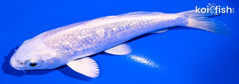 5" GINRIN PLATINUM OGON