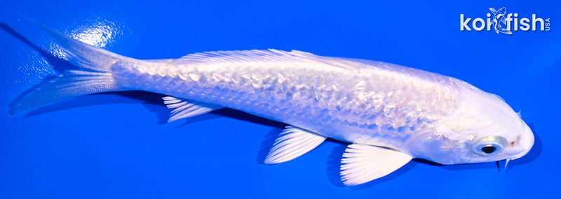 5" GINRIN PLATINUM OGON