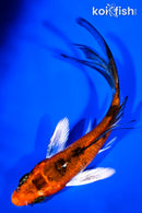 4" YAMATO NISHIKI BUTTERFLY