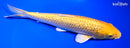 9.75" YAMABUKI OGON