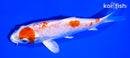 5.5" KIKUSUI