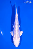 5" GINRIN PLATINUM OGON